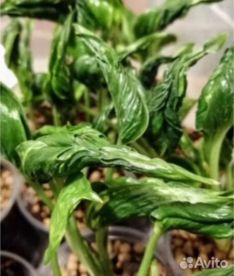 Комнатные растения цветы Сциндапсус Эпипремнум