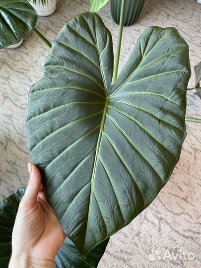 Алоказия регал шилдс