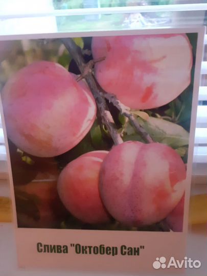 Саженцы сливы в ассортименте