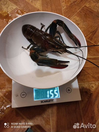 Австралийский рак