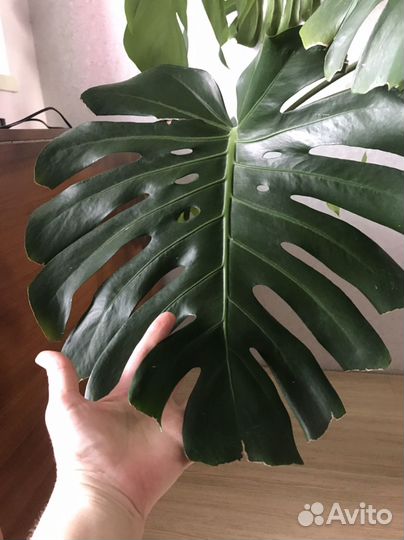 Монстера большая. Лиана