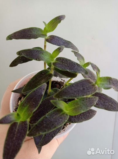 Традесканция