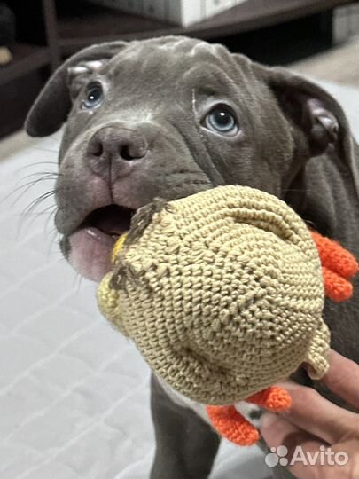 Американский булли