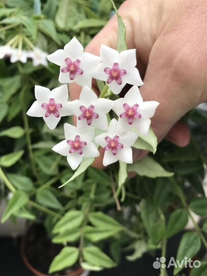 Хойя,Бугенвиллия,Молочай,папоротник,аглаонема, гиб