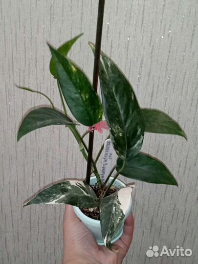 Сциндапсусы, эпипремнумы разные сортовые Тай