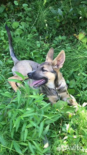 Щенок в добрые руки бесплатно