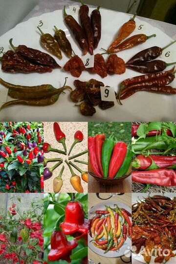 Свои семена овощей, зелени, цветов в ассортименте