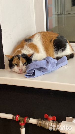 Кошка 2,5года