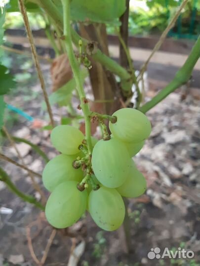 Столовые сорта зимостойкий