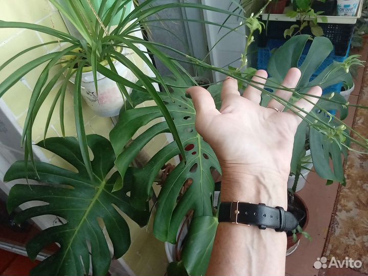 Папоротники.Сорта нефролепис др. Комнатные