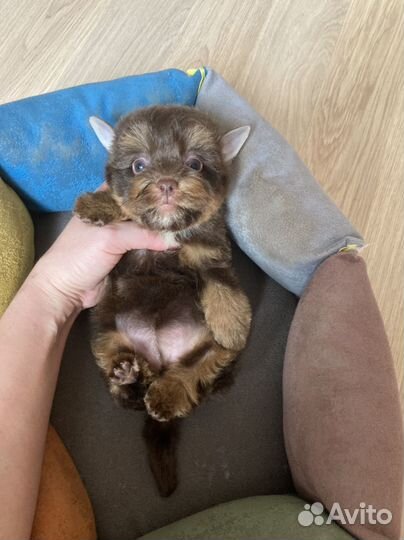 Шоколадный йорк девочка яркая