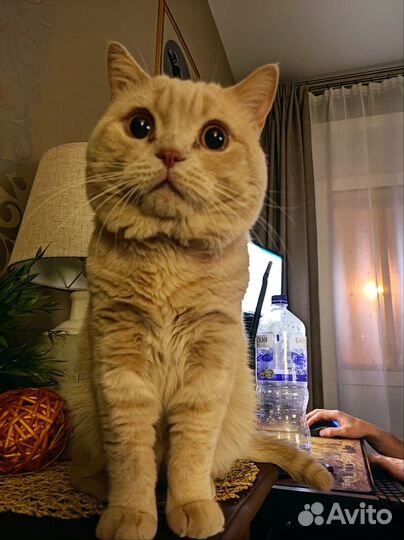Британский кот вязка