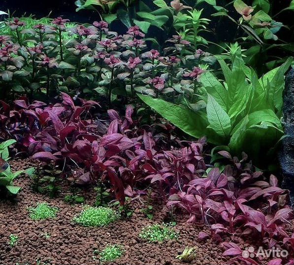 Искусственное растение