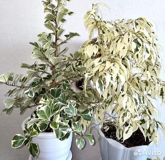 Фикусы Рубигиноза;Ирен;Нина