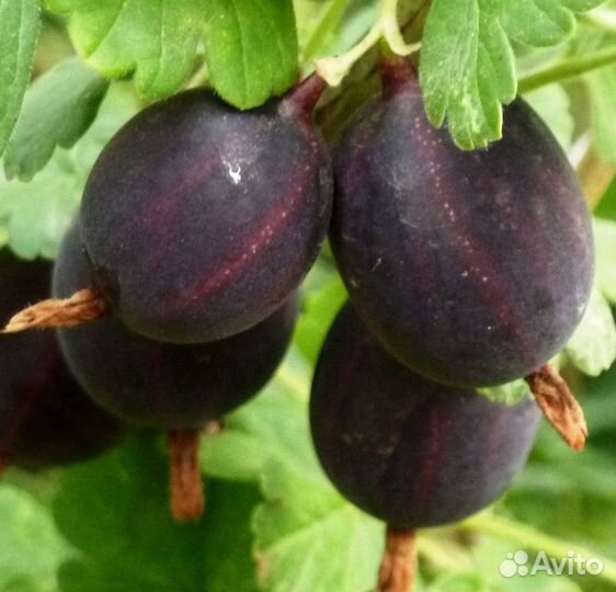 Бесшипные сорта крыжовника. Грушенька, Командор