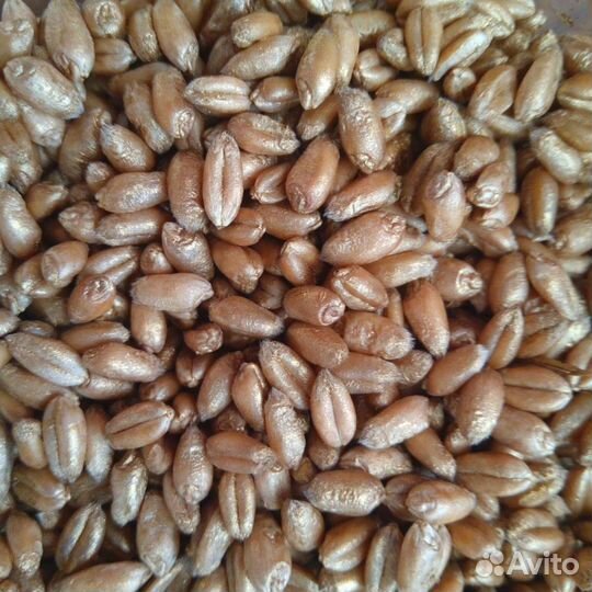 Корм для животных (пророщенная пшеница)