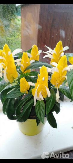 Пахистахис