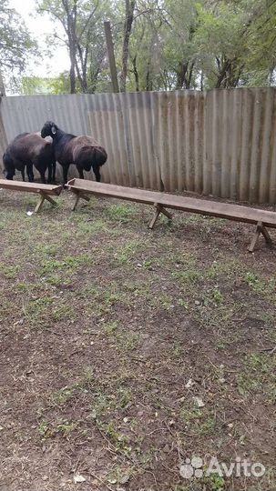 Бык и бараны на племя