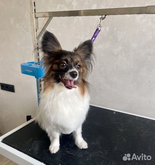 Стрижка собак и кошек