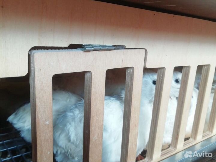 Яйца перепелиные домашние