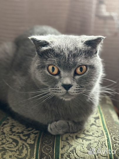 Шотландская вислоухая