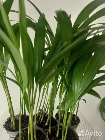 Пальма Арека / Дипсис / Хризалидокарпус