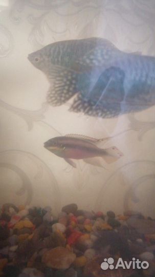 Аквариум с рыбками