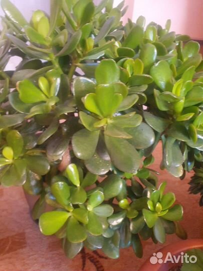 Денежное дерево