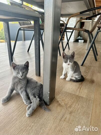 Котята в дар