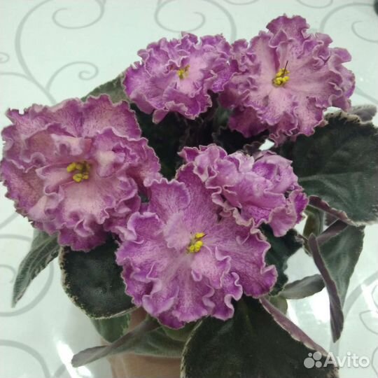 Фиалки сортовые