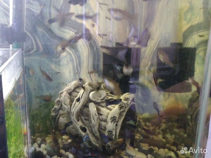 Гуппи и моллинезии