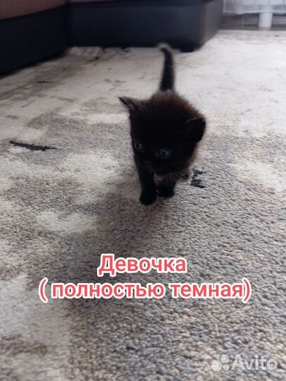 Отдам котят