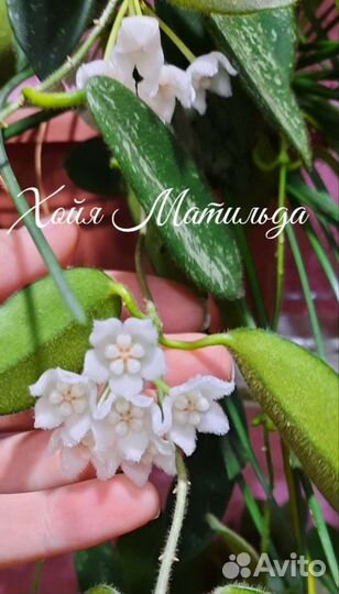 Хойя алдричи, хеускелиана, карноза, мультифлора др