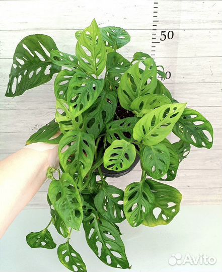 Монстера Адансона и манки