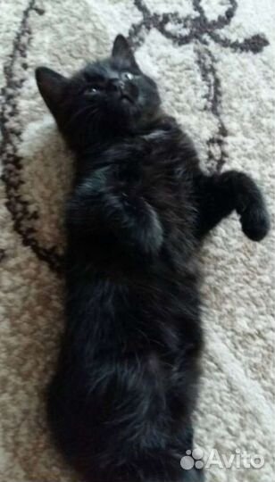 Малыш Уголёк 2 мес