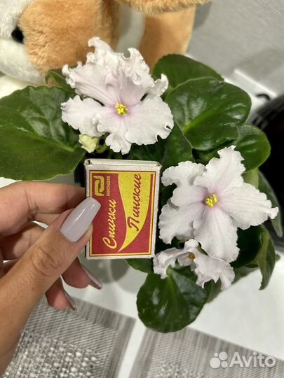 Фиалки сенполии