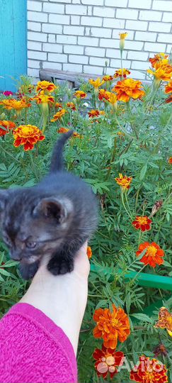 Отдам в добрые и надёжные руки котят 1 мес