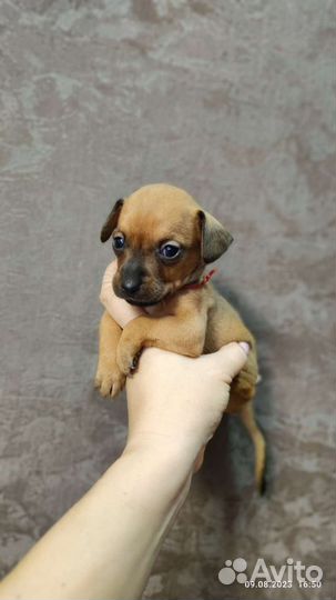 Собака той-терьер