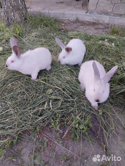 Кролики мясных пород