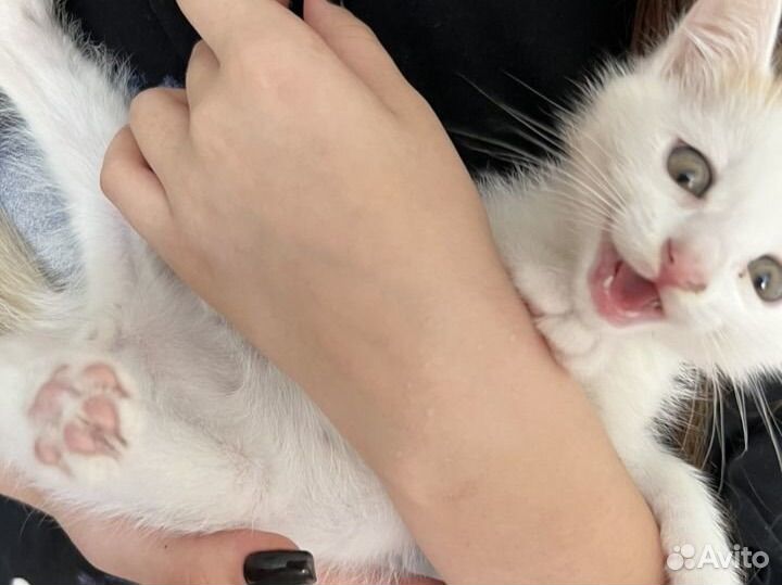 Котята в добрые руки бесплатно