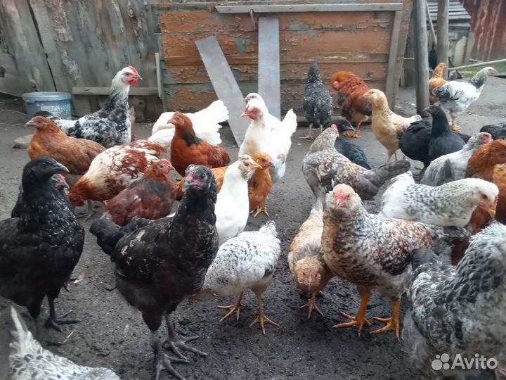 Куры молодки