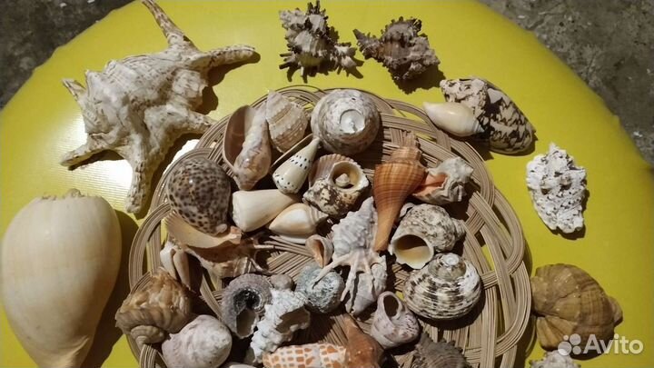 Морские ракушки