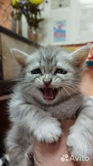 Котенок в дар