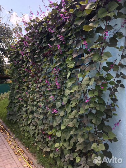 Долихос (декоративная фасоль)