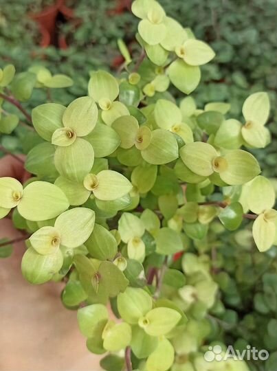 Каллизия и Золотой ус (12 сортов)