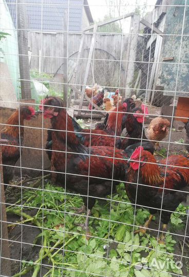 Молодые петушки