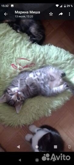 Котята в добрые руки