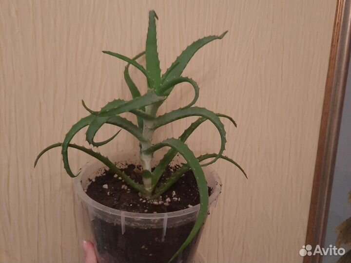 Алоэ столетник