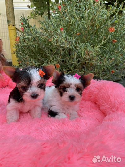 Бивер девочка