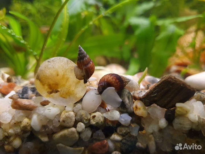 Улитки мелании